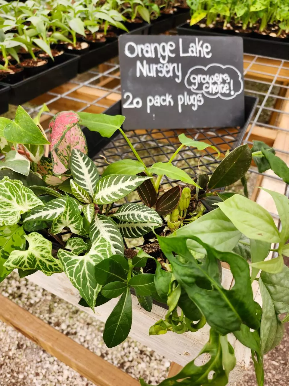 plant/20 Pack Growers Choice-Starter Plugs-1