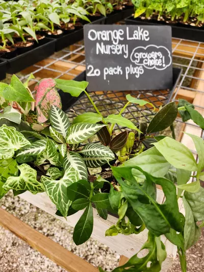 plant/20 Pack Growers Choice-Starter Plugs-1-thumbnail