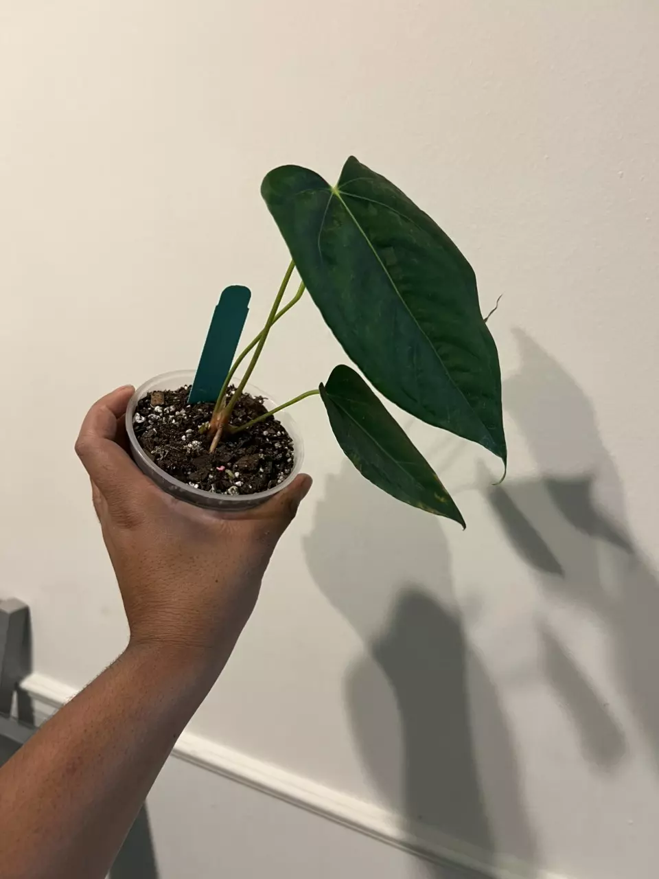 plant/Anthurium Delta Mike X Ree Papillilaminum-1