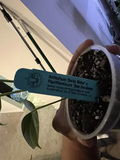 plant/Anthurium Delta Mike X Ree Papillilaminum-2-thumbnail