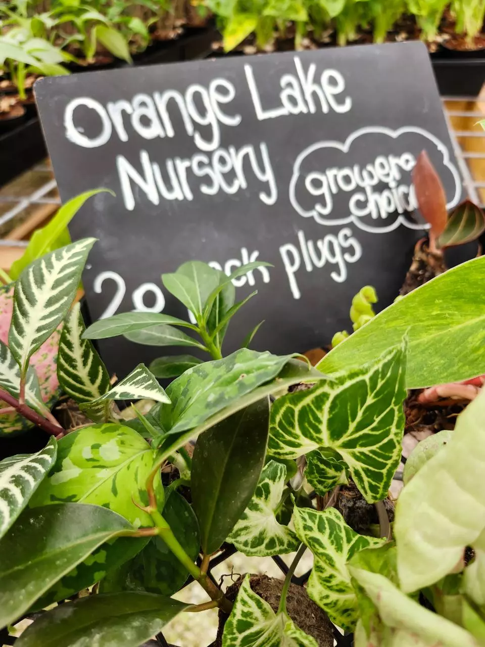 plant/20 Pack Growers Choice-Starter Plugs-0