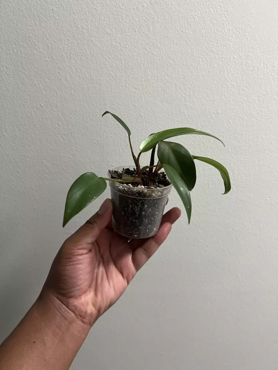 plant/🌿 Philodendron Erubescens Hybrid | Juvenile with Red Stems-1