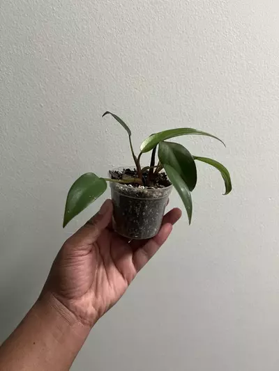 plant/🌿 Philodendron Erubescens Hybrid | Juvenile with Red Stems-1-thumbnail
