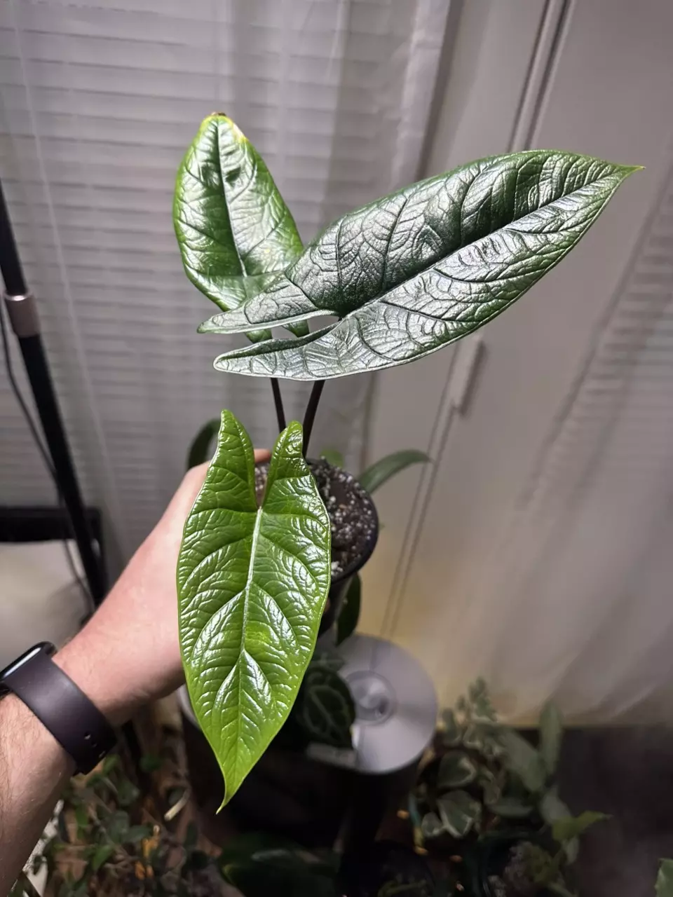 plant/Alocasia Scalprum-0