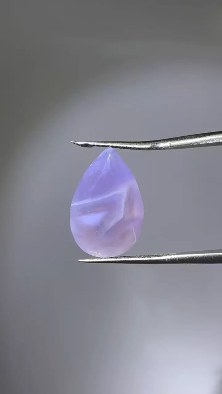 plant/Holly Blue Oregon 8.94 ct-0