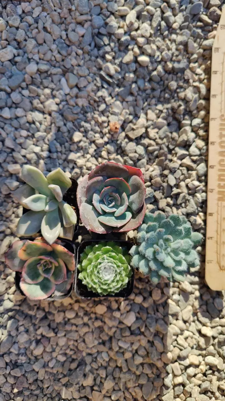 plant/5 pack mini succs-0
