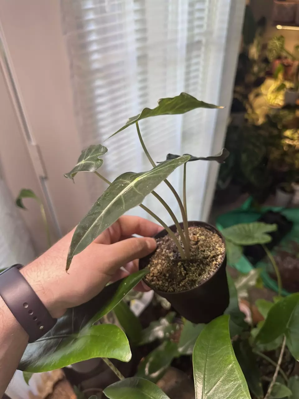 plant/Alocasia Polly - 2 plants in pot-0