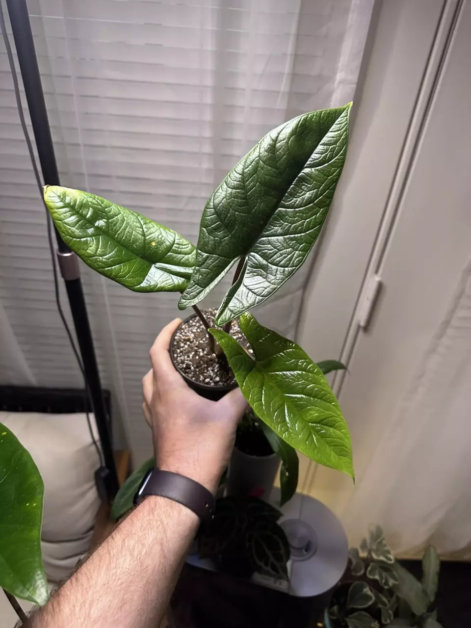 plant/Alocasia Scalprum-2