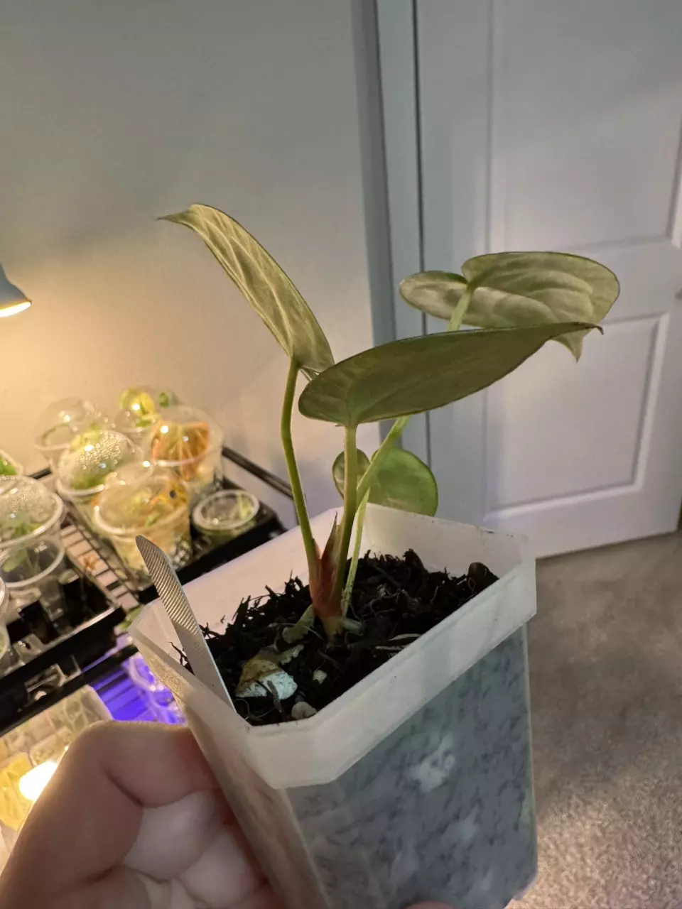 plant/Anthurium Super Silver x Purple
Yurple-1