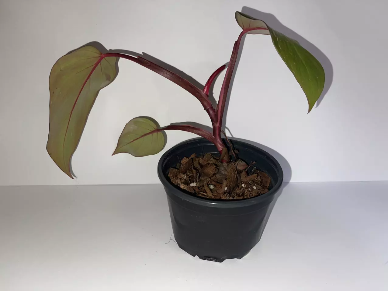 plant/Philodendron Persimmon Princess 4”-2