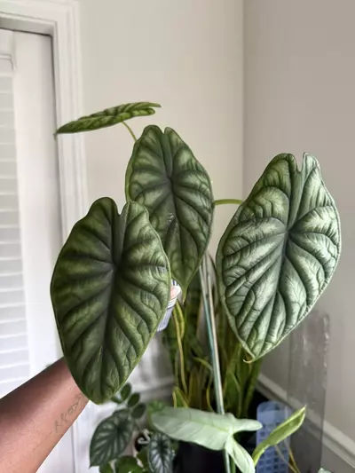 plant/Alocasia Dragon Scale-1-thumbnail