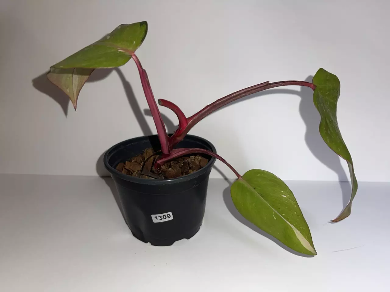 plant/Philodendron Persimmon Princess 4”-0