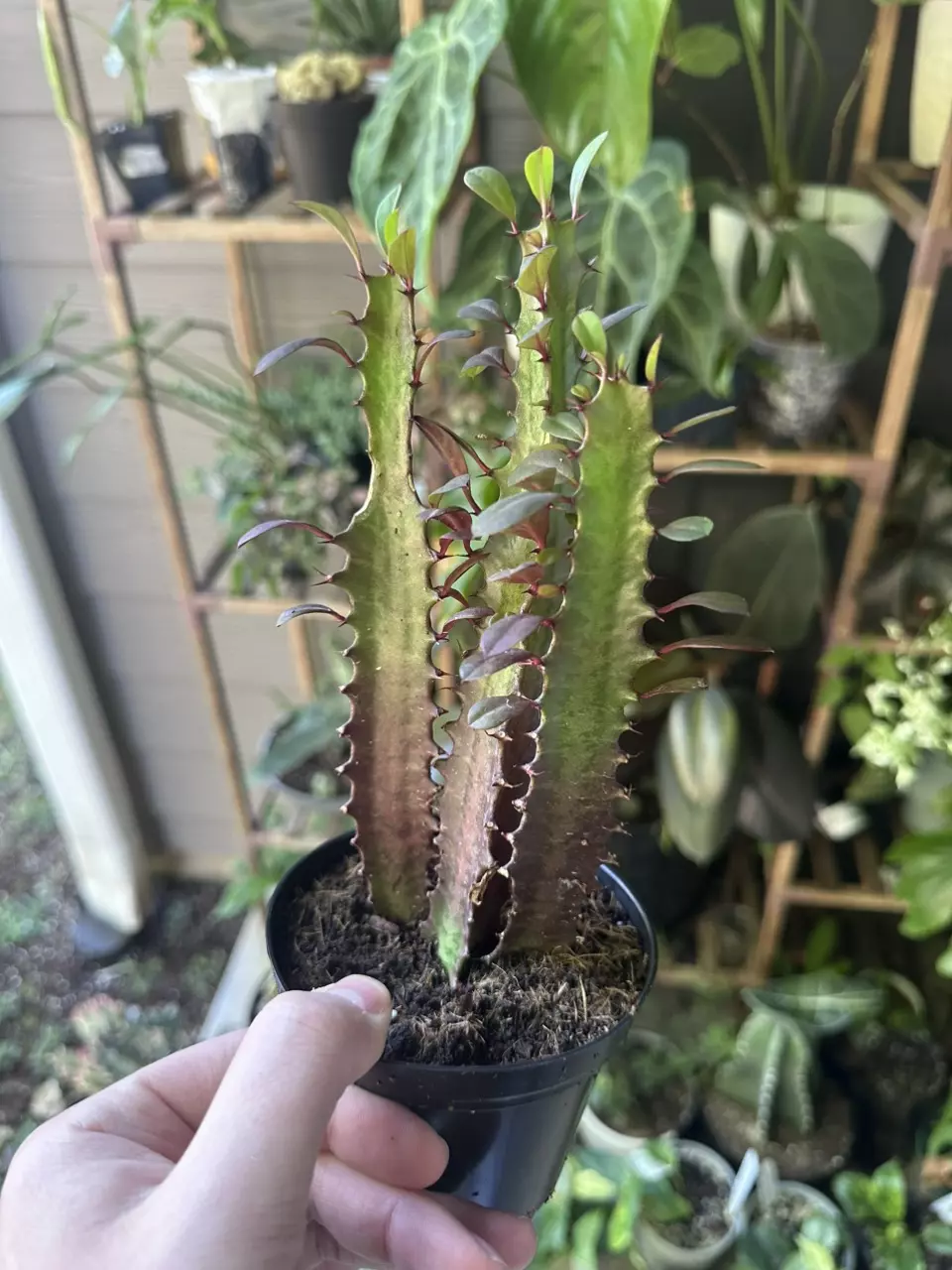 plant/Euphorbia Trigona-0