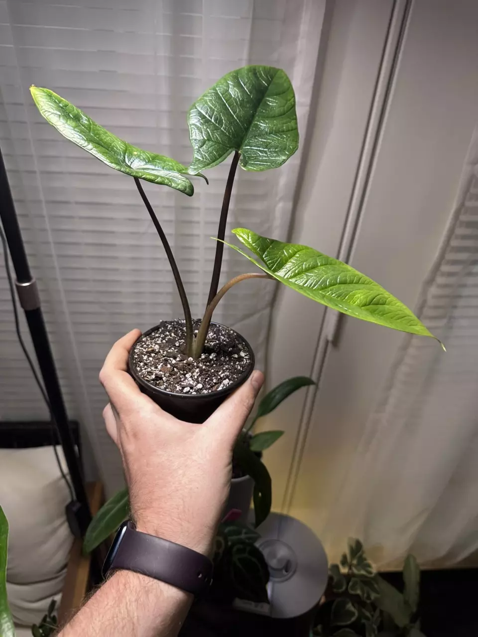 plant/Alocasia Scalprum-1