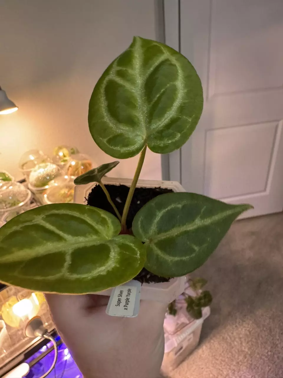plant/Anthurium Super Silver x Purple
Yurple-2