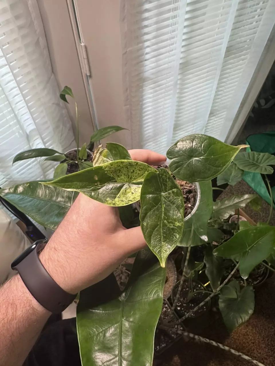 plant/Alocasia Dragon Scale Mint Variegated-1