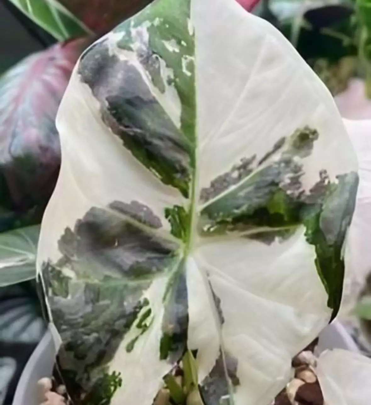 plant/Alocasia Regal Shield Albo TC Pre-Order-0