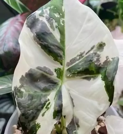 plant/Alocasia Regal Shield Albo TC Acclimated-0-thumbnail