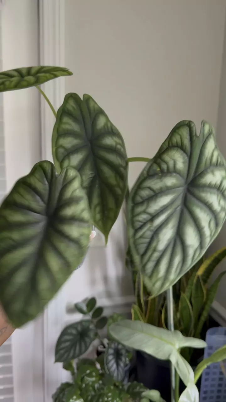 plant/Alocasia Dragon Scale-0