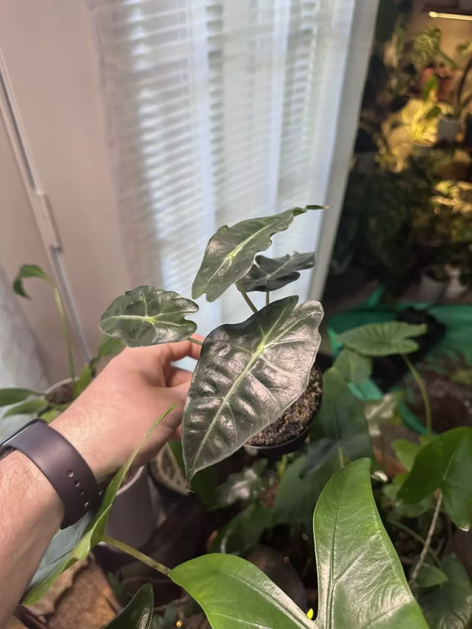 plant/Alocasia Polly - 2 plants in pot-1