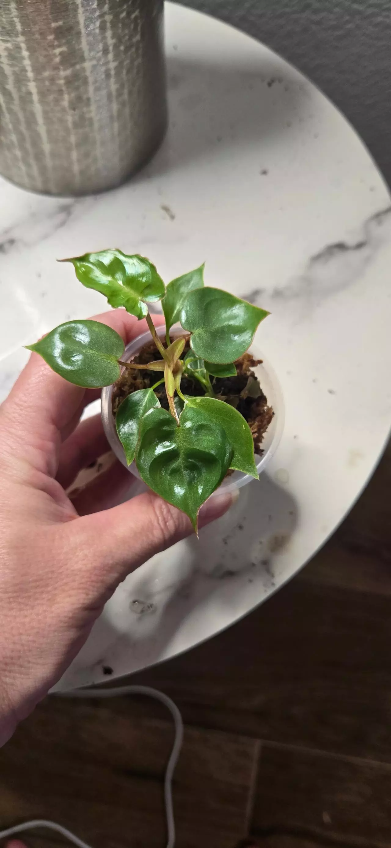 plant/Billitaie Gamble Starter-0