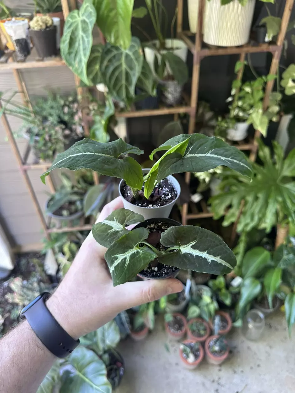 plant/Syngonium Wendlandii starter plant-0