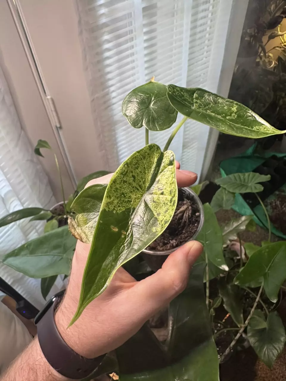 plant/Alocasia Dragon Scale Mint Variegated-0