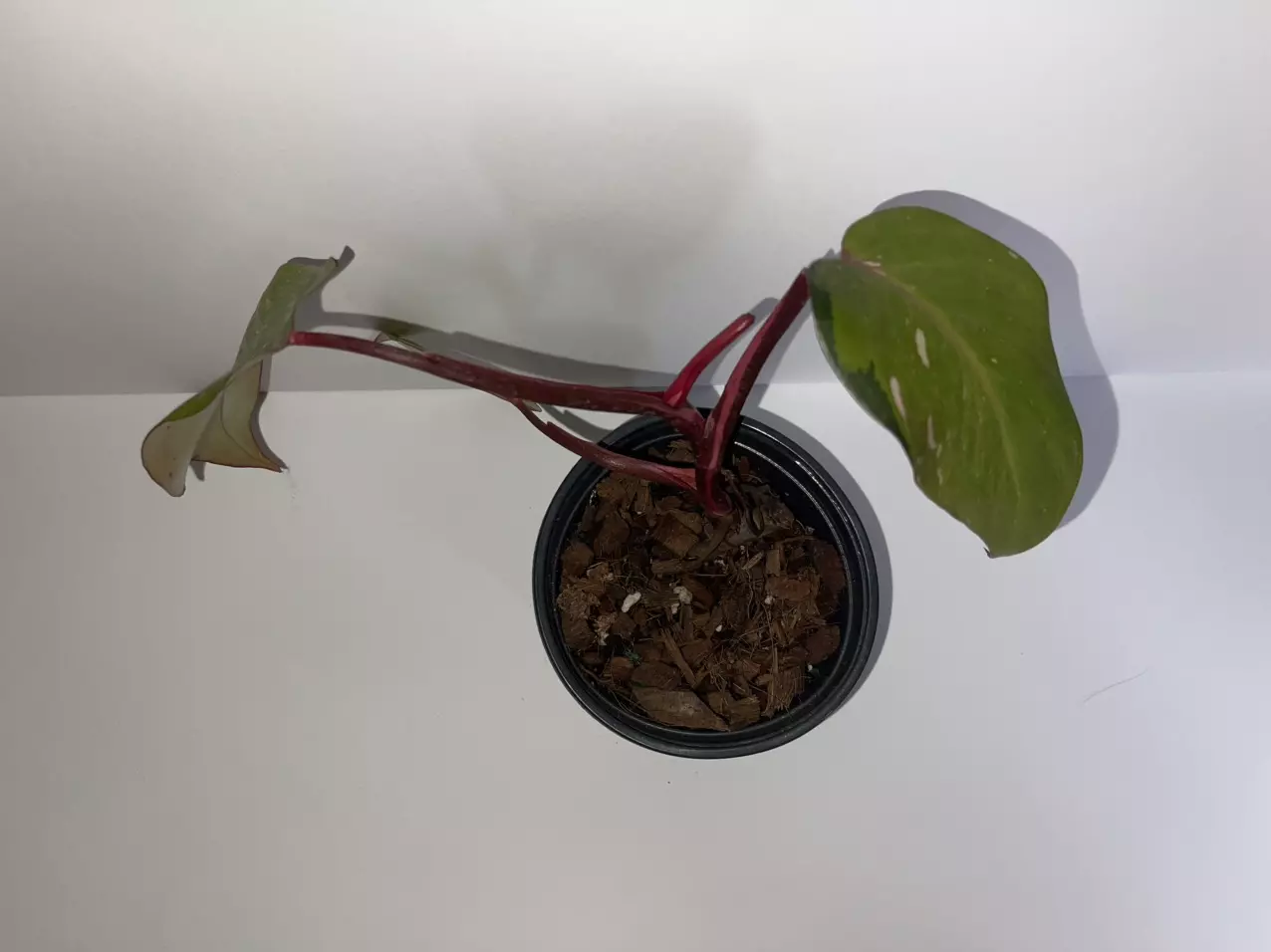 plant/Philodendron Persimmon Princess 4”-1