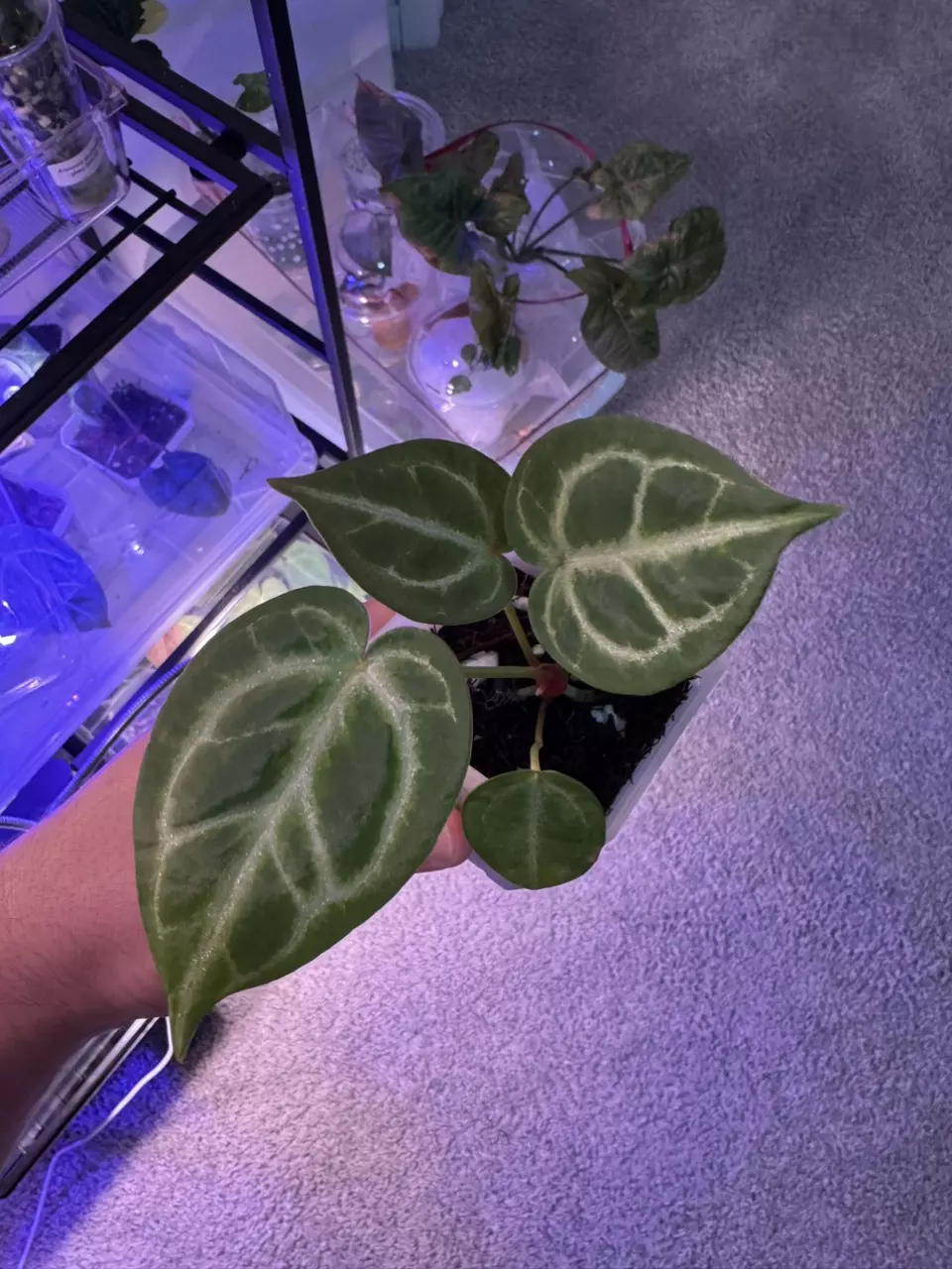 plant/Anthurium Super Silver x Purple
Yurple-0