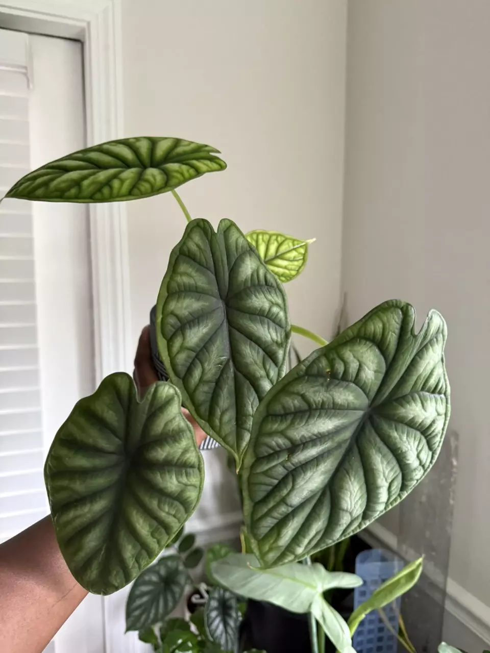 plant/Alocasia Dragon Scale-2