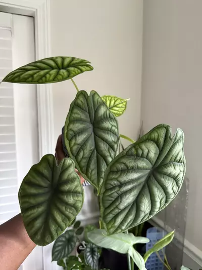 plant/Alocasia Dragon Scale-2-thumbnail