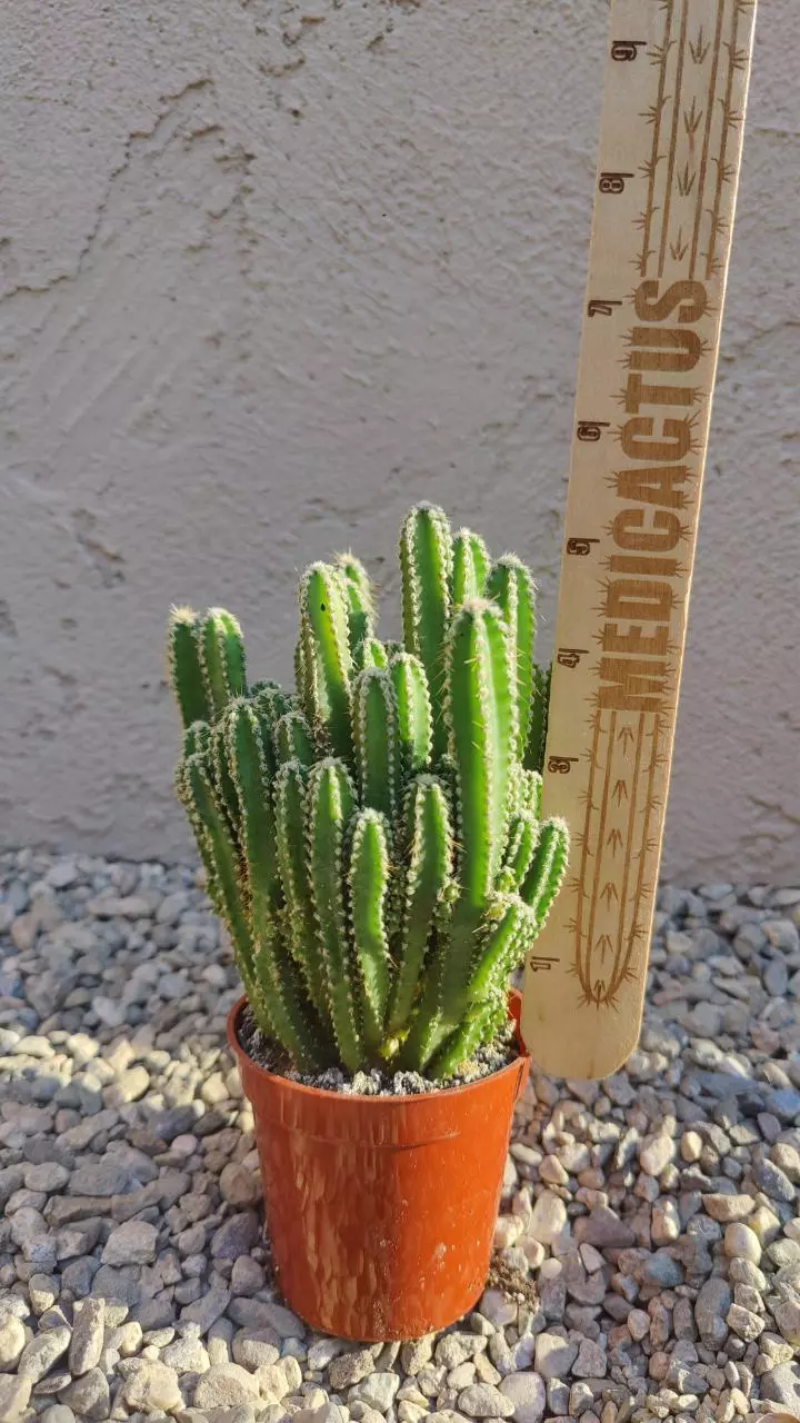 plant/Fairy castle cactus-0
