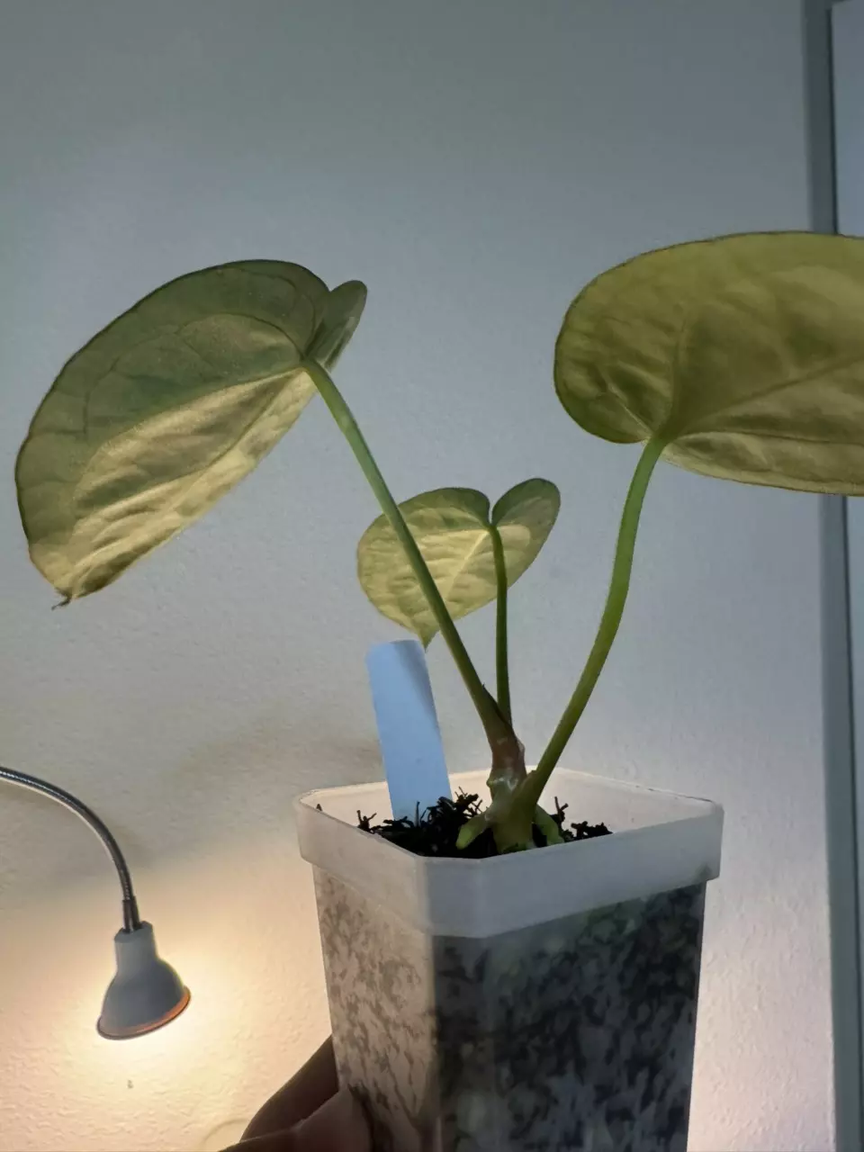 plant/(NSE Red Crystal X Silver Blush) x self-1