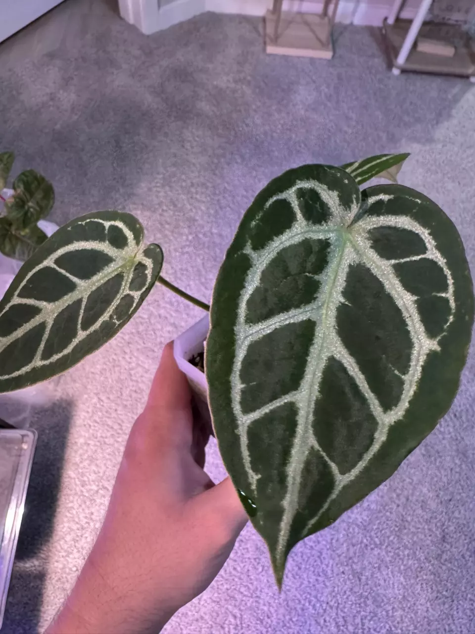 plant/(NSE Red Crystal X Silver Blush) x self-0