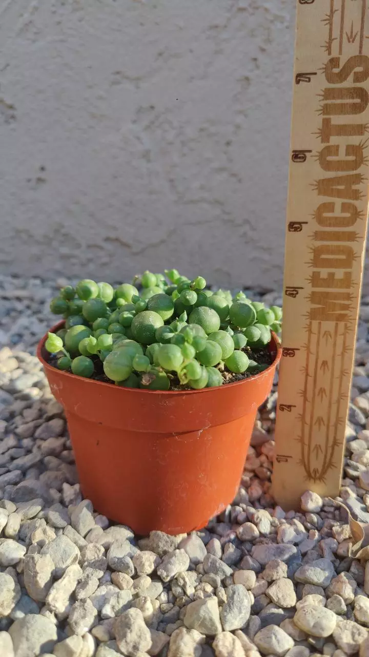 plant/String of pearls-0