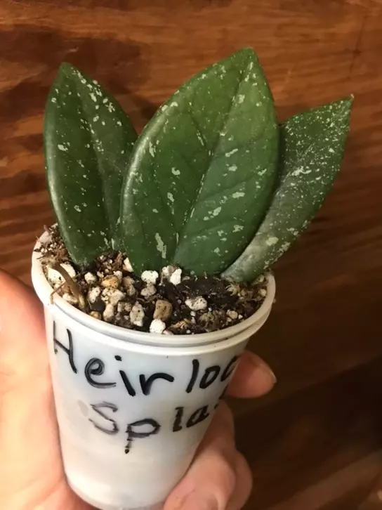 plant/Hoya Carnosa Splash circa 1980’s-3