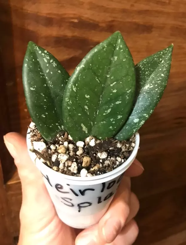 plant/Hoya Carnosa Splash circa 1980’s-0