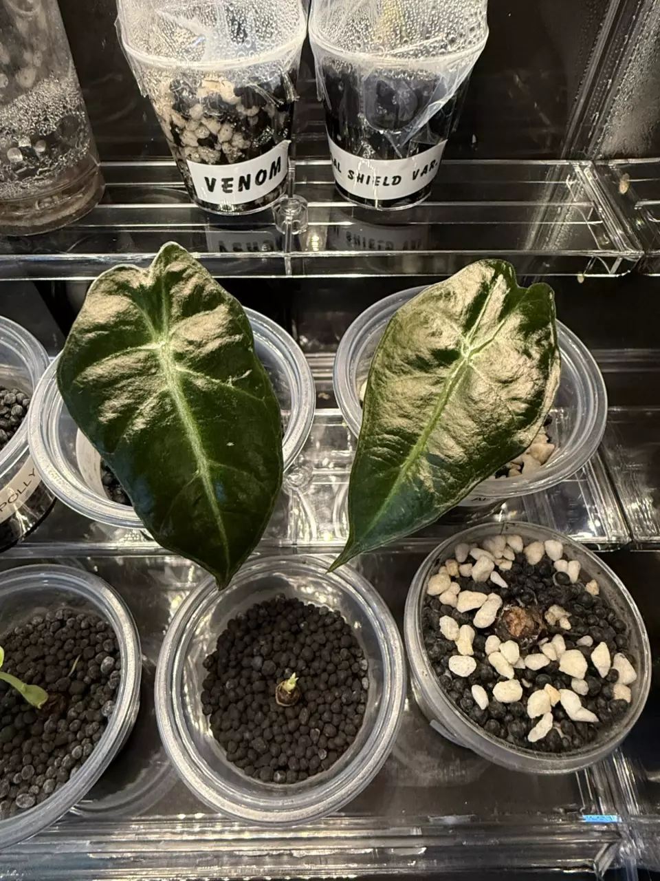 plant/Alocasia Polly pups-0