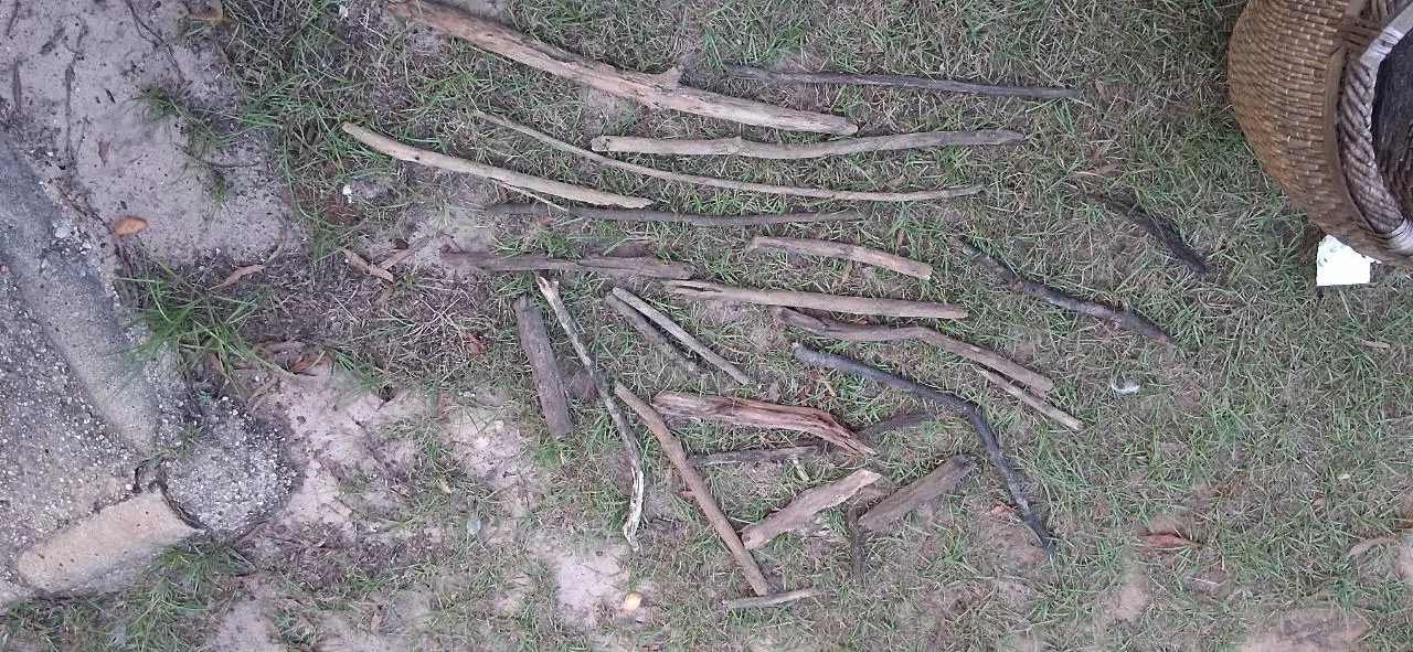 plant/Driftwood pieces-0