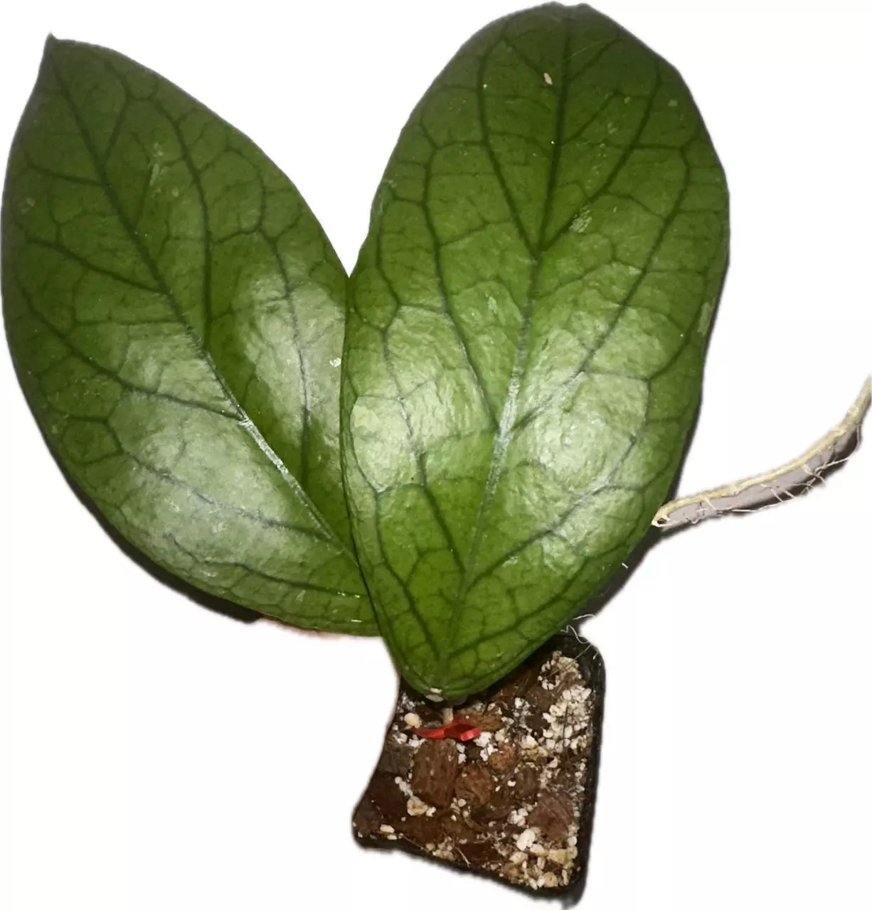 plant/Extra Large Hoya Vitellinoides—Free Shipping!-0