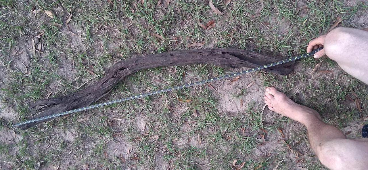 plant/Driftwood pieces-2