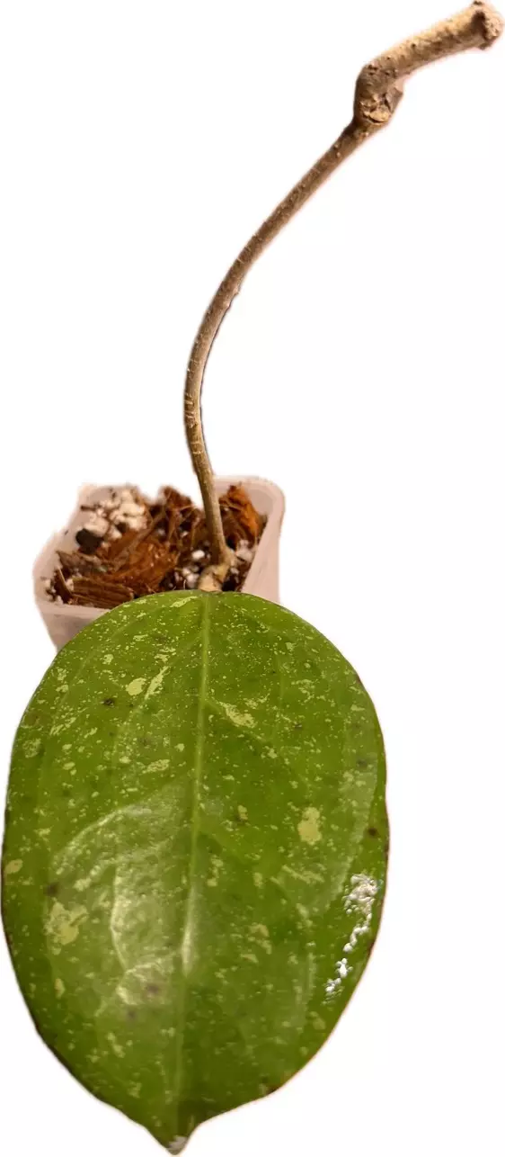 plant/Hoya Michele Splash—Free Shipping-0