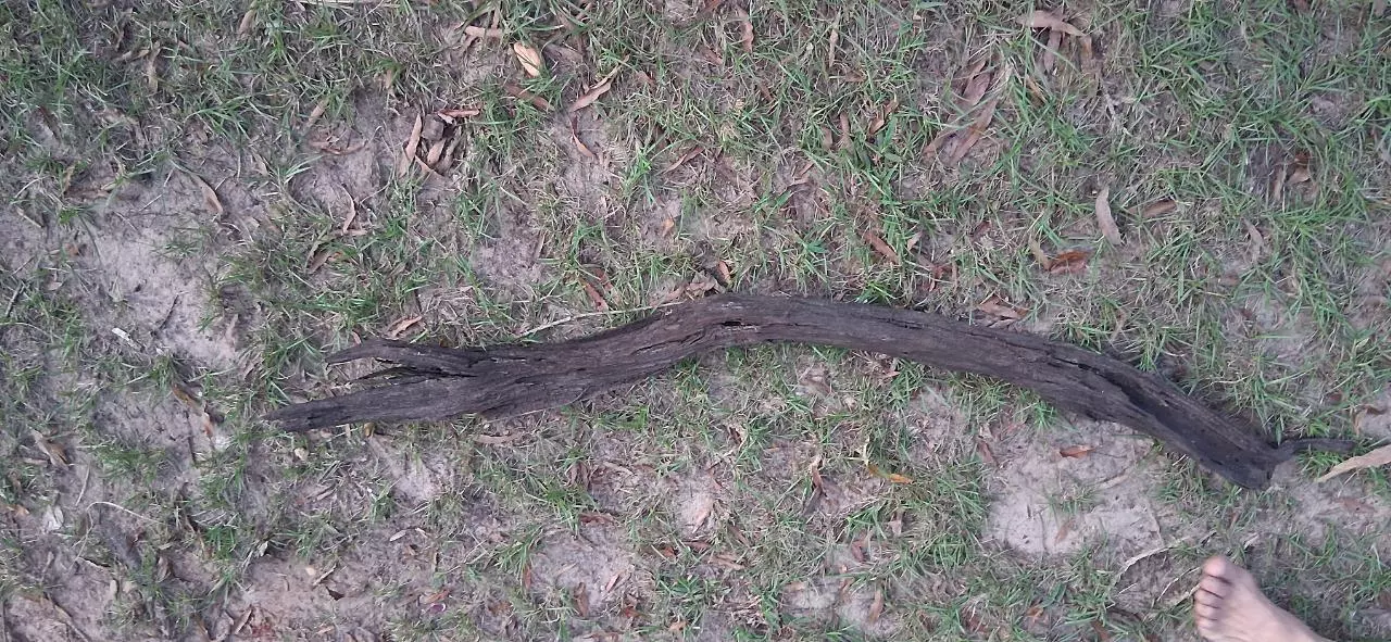 plant/Driftwood pieces-1