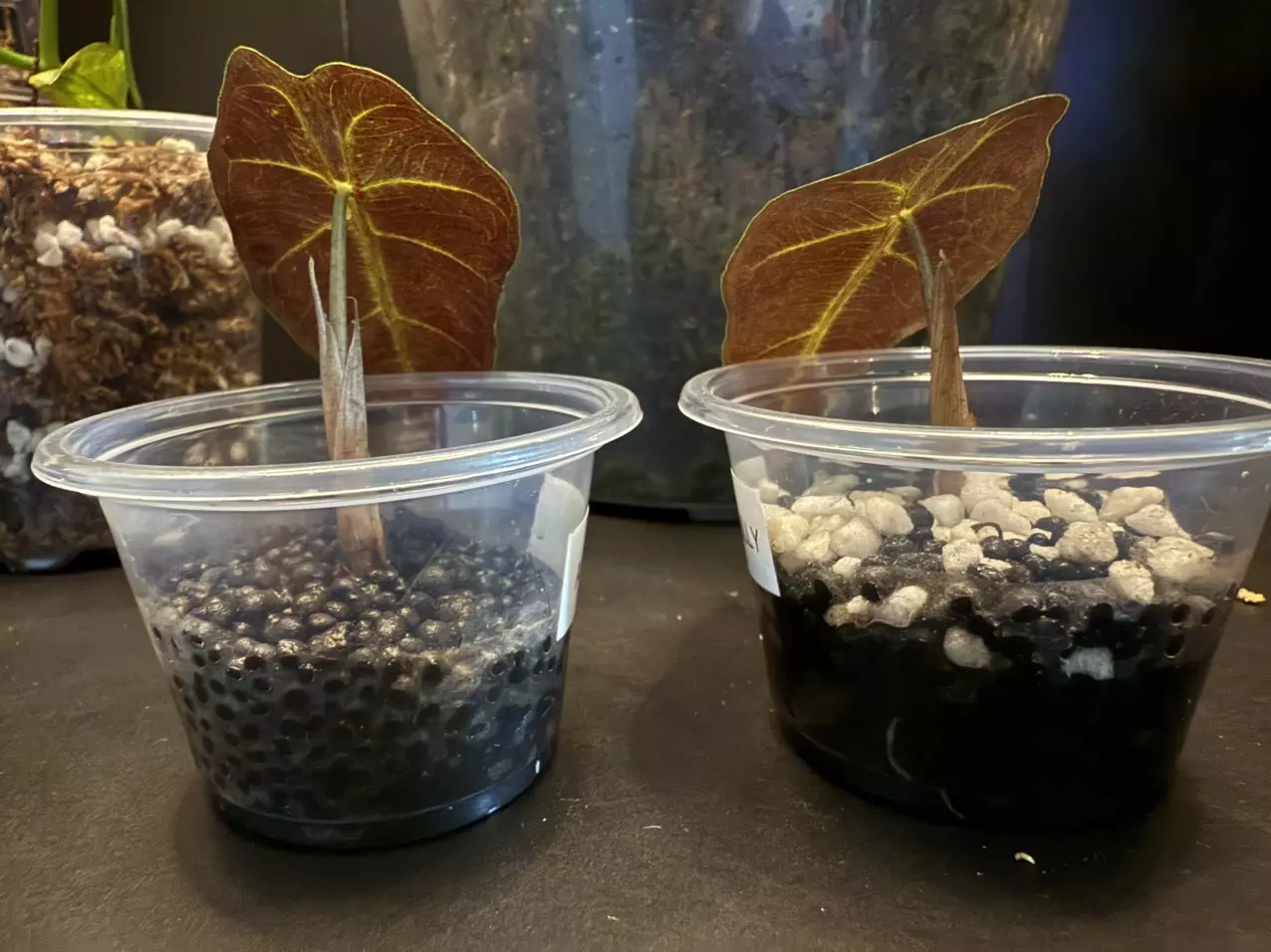 plant/Alocasia Polly pups-1