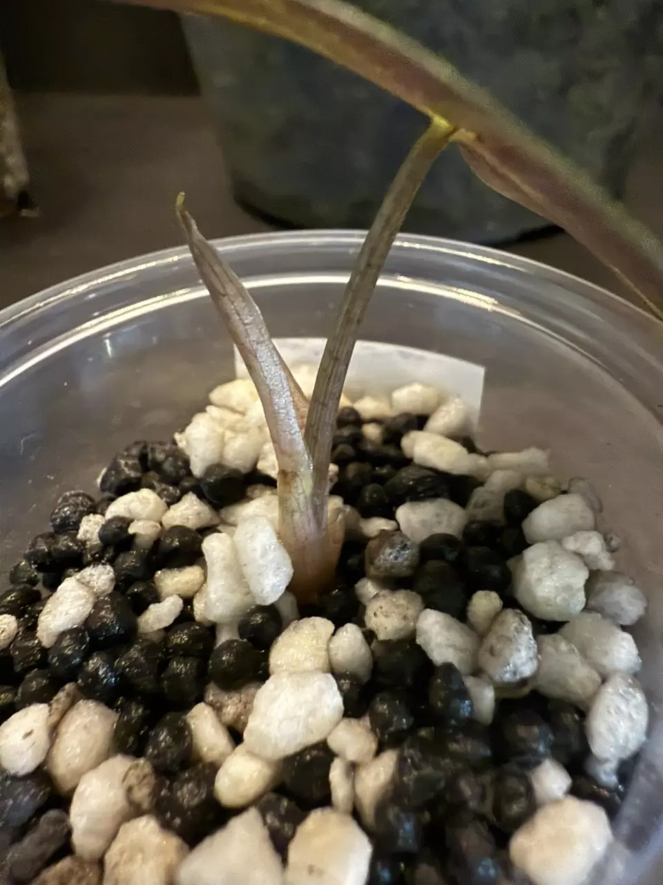 plant/Alocasia Polly pups-3