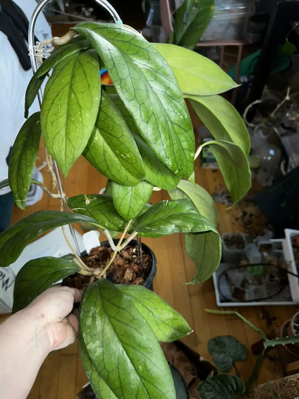 plant/Extra Large Hoya Vitellinoides—Free Shipping!-1