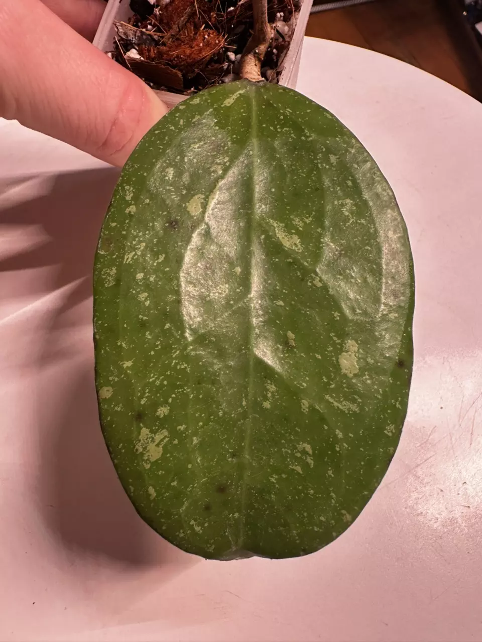 plant/Hoya Michele Splash—Free Shipping-1