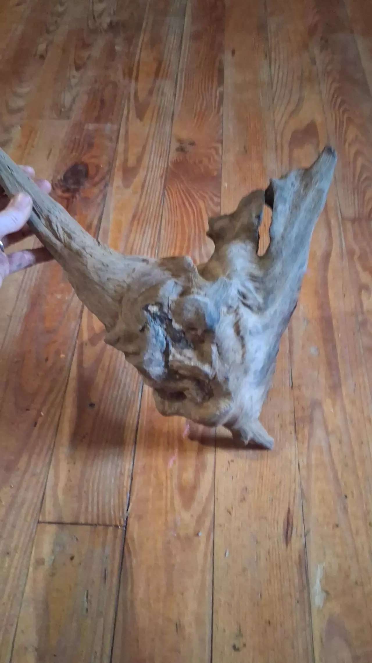 plant/Driftwood daggger-5