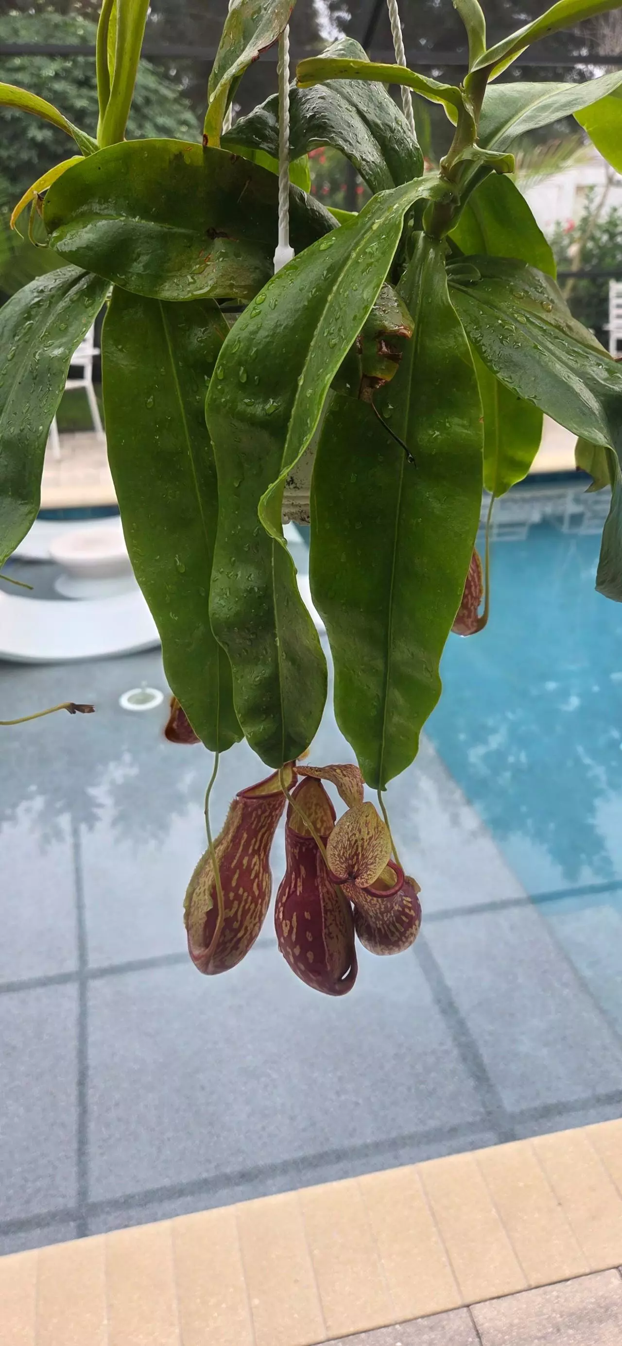 plant/Nepenthes Alata (Pitcher plant)-2