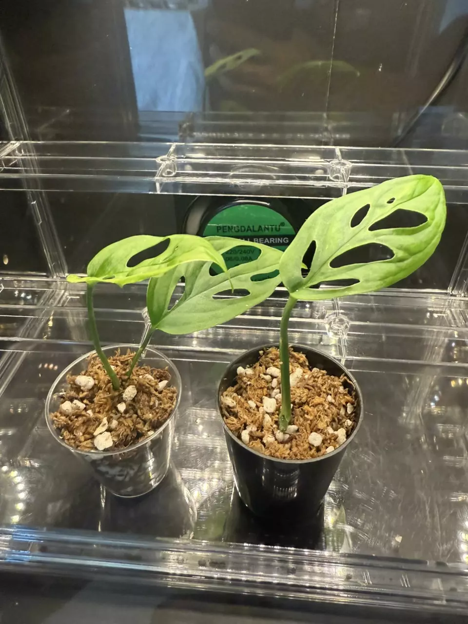 plant/Monstera Esqueleto Starter Plants-0